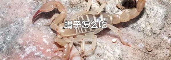 蝎子怎么吃