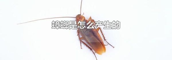 蟑螂是怎么产生的