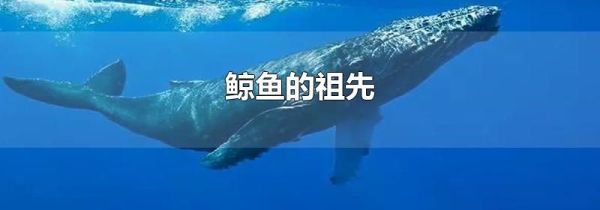 鲸鱼的祖先