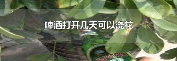 啤酒打开几天可以浇花
