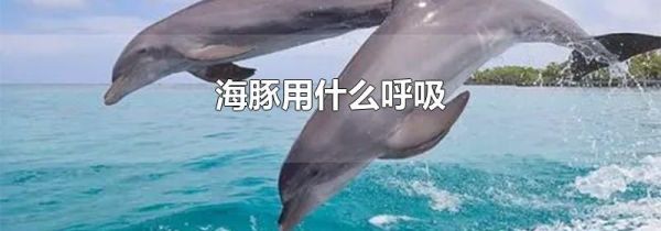 海豚用什么呼吸