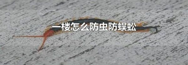 一楼怎么防虫防蜈蚣?