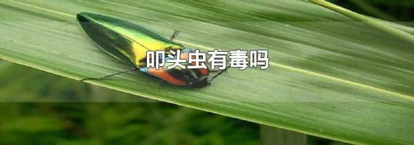 叩头虫有毒吗