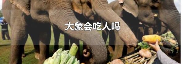 大象会吃人吗