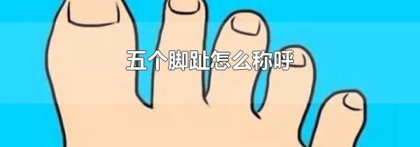 五个脚趾怎么称呼