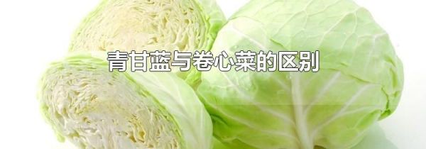 青甘蓝与卷心菜的区别