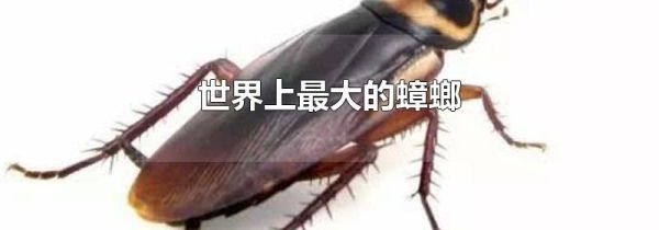 世界上最大的蟑螂