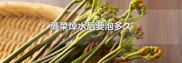 蕨菜焯水后要泡多久