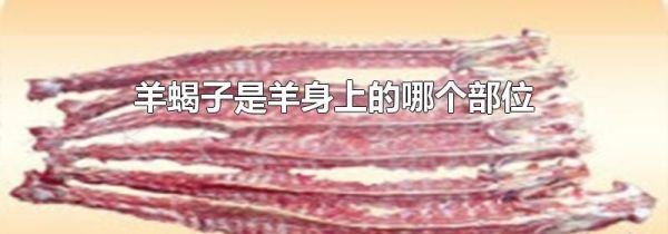 羊蝎子是羊身上的哪个部位