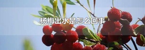 杨梅出水是怎么回事