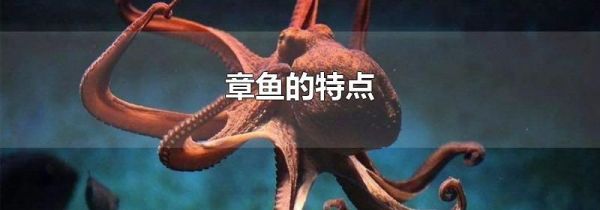 章鱼的特点