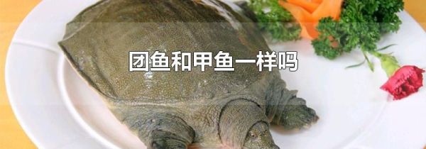 团鱼和甲鱼一样吗