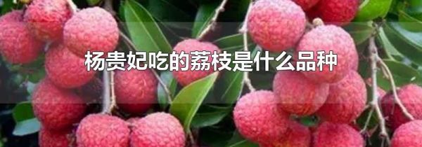 杨贵妃吃的荔枝是什么品种