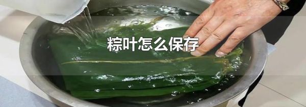 粽叶怎么保存