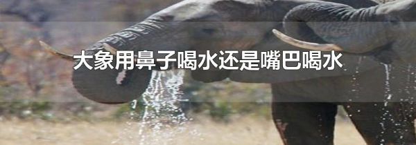 大象用鼻子喝水还是嘴巴喝水