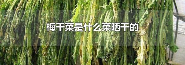 梅干菜是什么菜晒干的