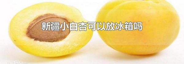 新疆小白杏可以放冰箱吗