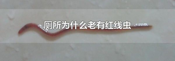厕所为什么老有红线虫