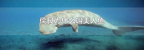 儒艮为什么叫美人鱼