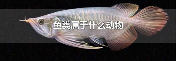 鱼类属于什么动物