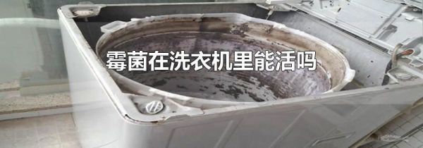 霉菌在洗衣机里能活吗
