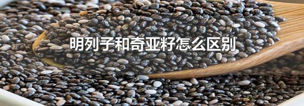 明列子和奇亚籽怎么区别