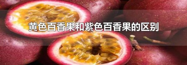 黄色百香果和紫色百香果的区别
