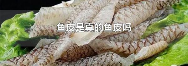 鱼皮是真的鱼皮吗