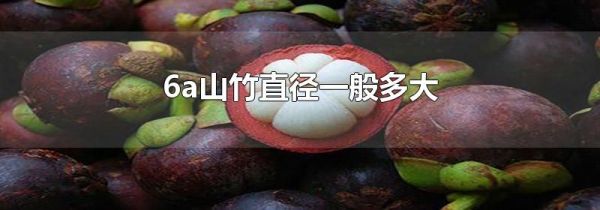 6a山竹直径一般多大