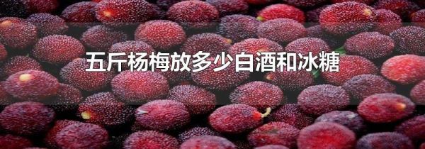五斤杨梅放多少白酒和冰糖