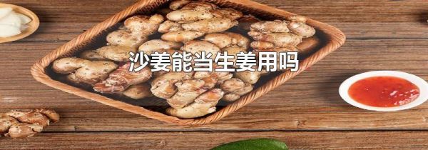 沙姜能当生姜用吗