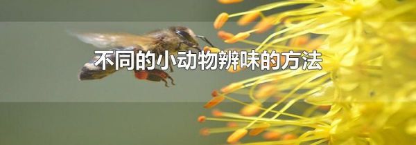 不同的小动物辨味的方法