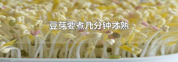 豆芽要煮几分钟才熟