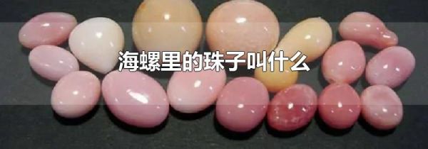 海螺里的珠子叫什么