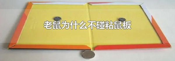 老鼠为什么不碰粘鼠板