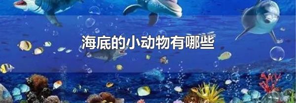 海底的小动物有哪些