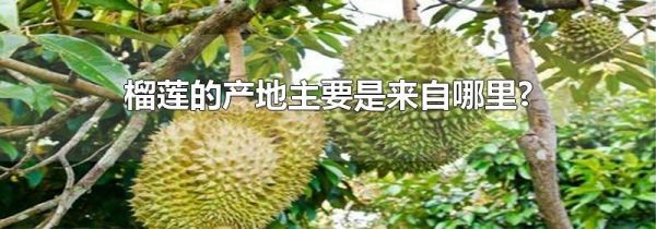 榴莲的产地主要是来自哪里?