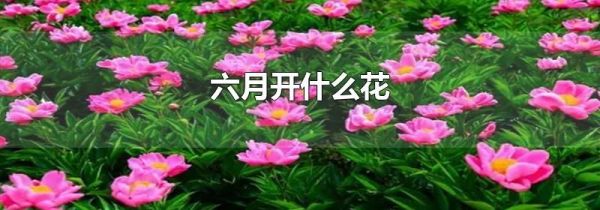 六月开什么花