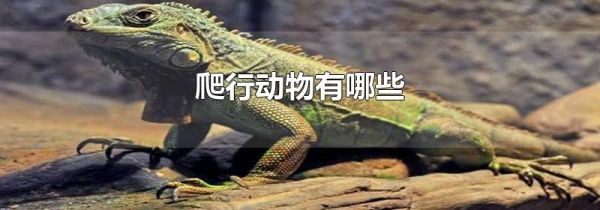 爬行动物有哪些