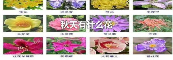 秋天有什么花