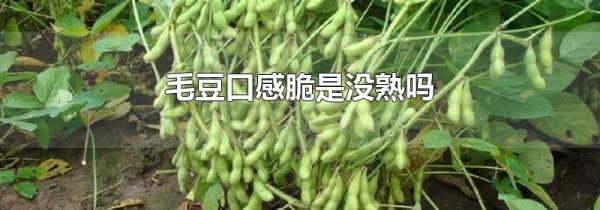 毛豆口感脆是没熟吗