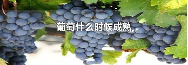 葡萄什么时候成熟