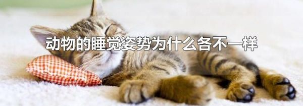 动物的睡觉姿势为什么各不一样