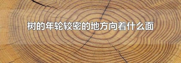 树的年轮较密的地方向着什么面