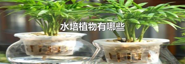水培植物有哪些