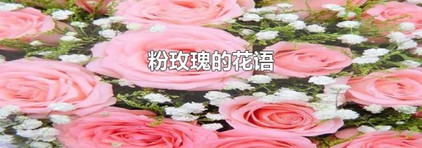 粉玫瑰的花语