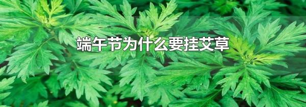 端午节为什么要挂艾草