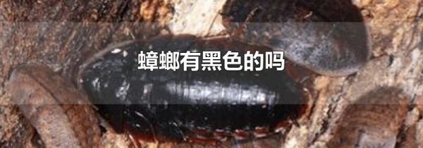 蟑螂有黑色的吗