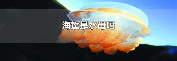 海蜇是水母吗