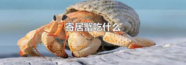 寄居蟹吃什么